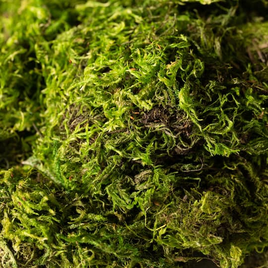 SuperMoss® Preserved Green Moss